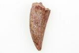 Serrated, Raptor Tooth - Real Dinosaur Tooth #196389-1